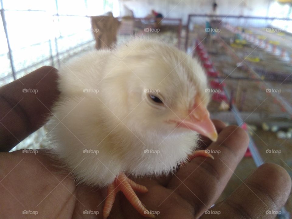 commercial layer Chicks