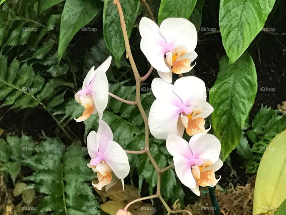 White Orchids with Green Leaves and Foliage in a Garden 