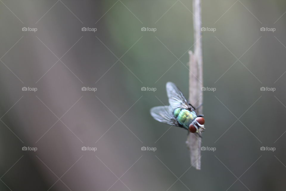 green fly nature macro red eyes