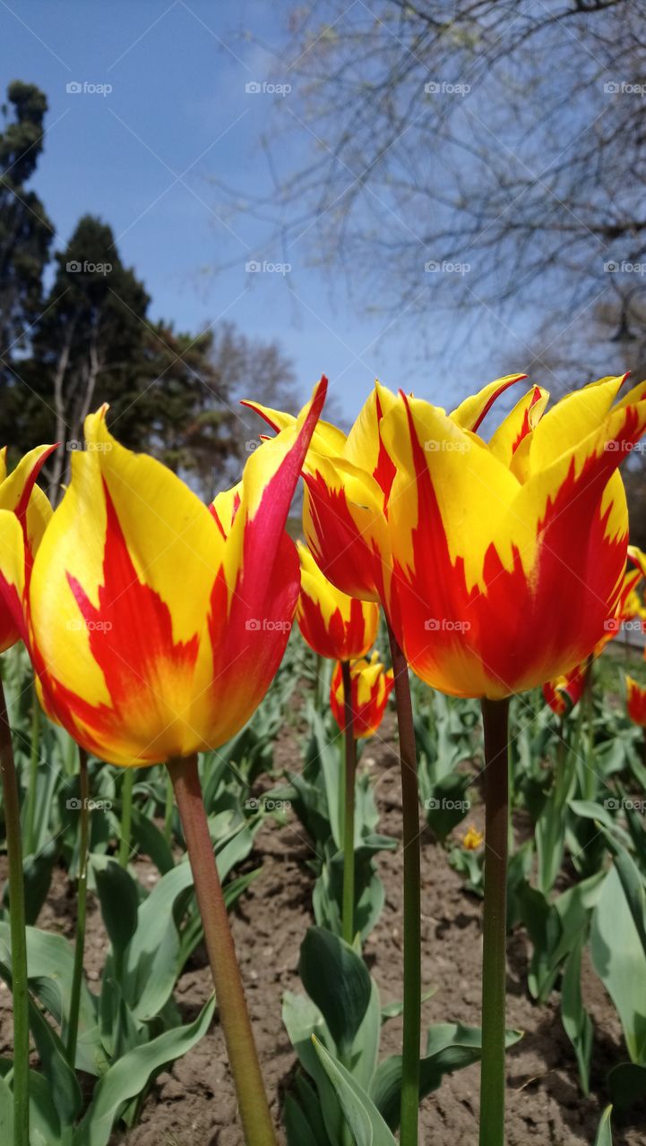 Fiery tulips