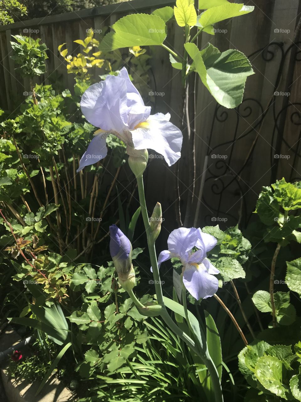 Lavender iris in spring 