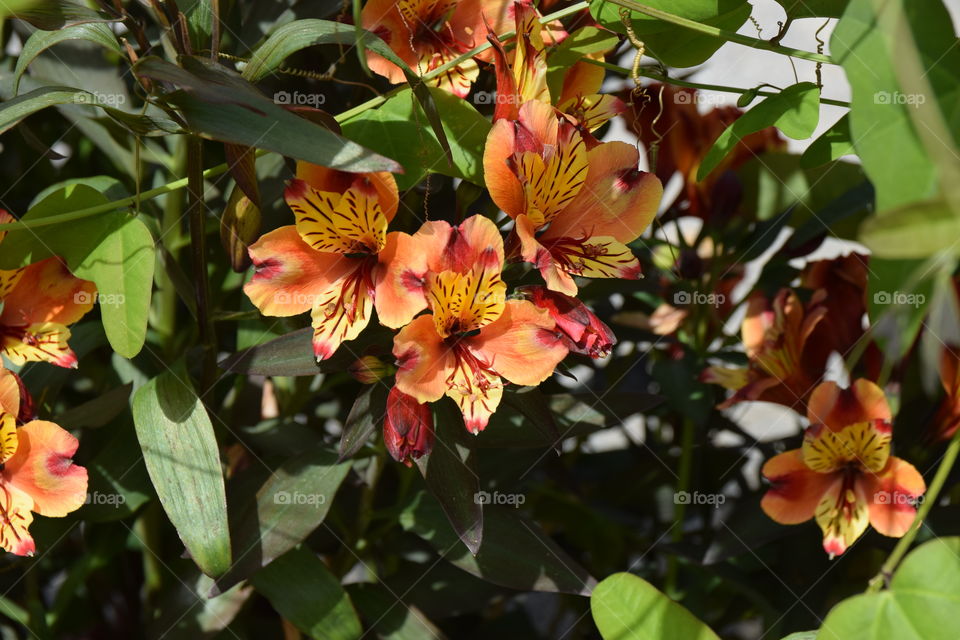 Alstroemeria Aurea
