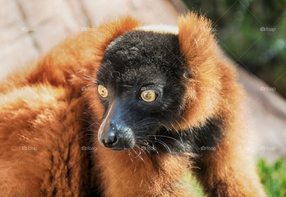 Lemur monkey