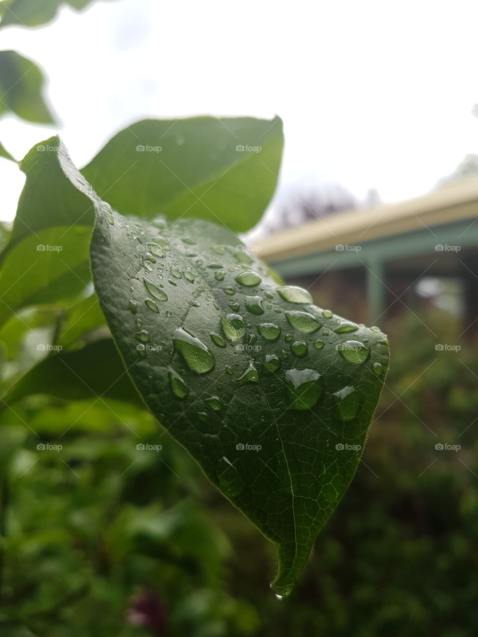 Raindrops