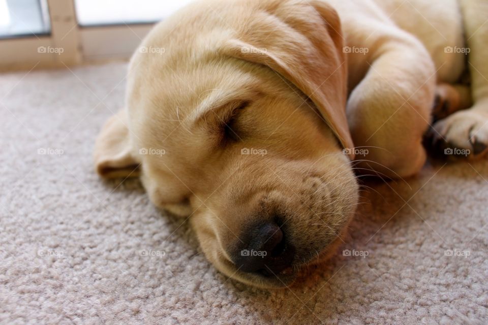 Dog resting on carpet