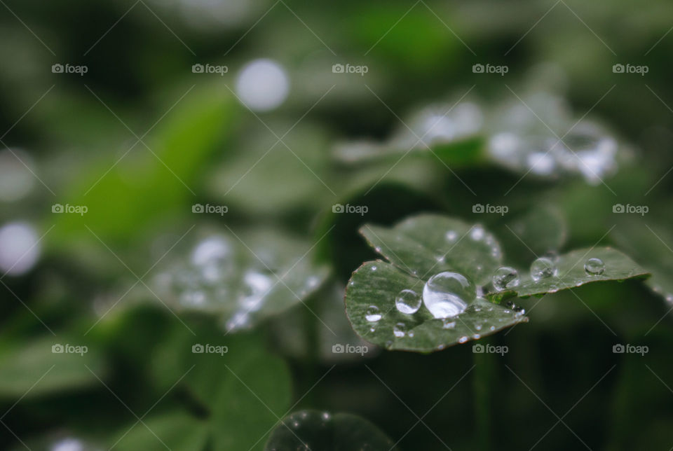 Three leaf clovers with waterdroplets on them.
