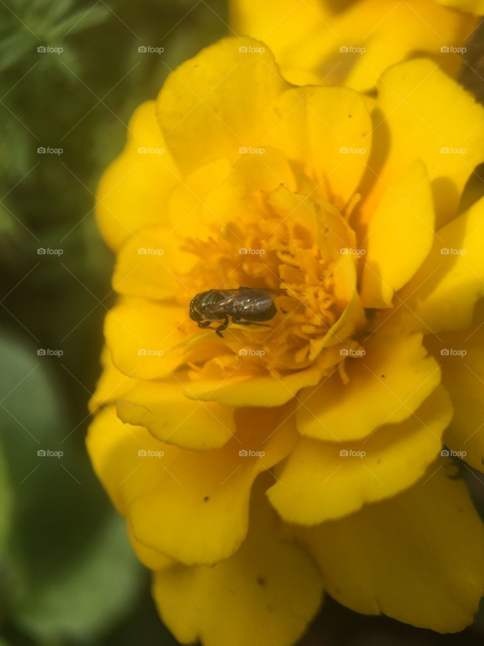 Stingless bee looking for some food