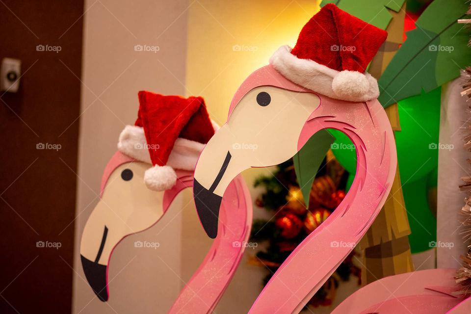 Flamingos preparing for the winter holidays 