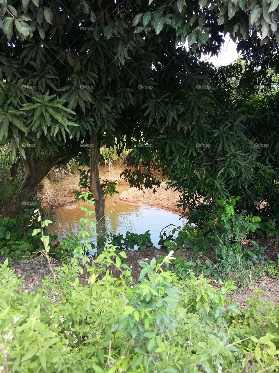 Pequeno Lago no engenho Trapiche em Ipojuca, Pernambuco,  Brasil.
