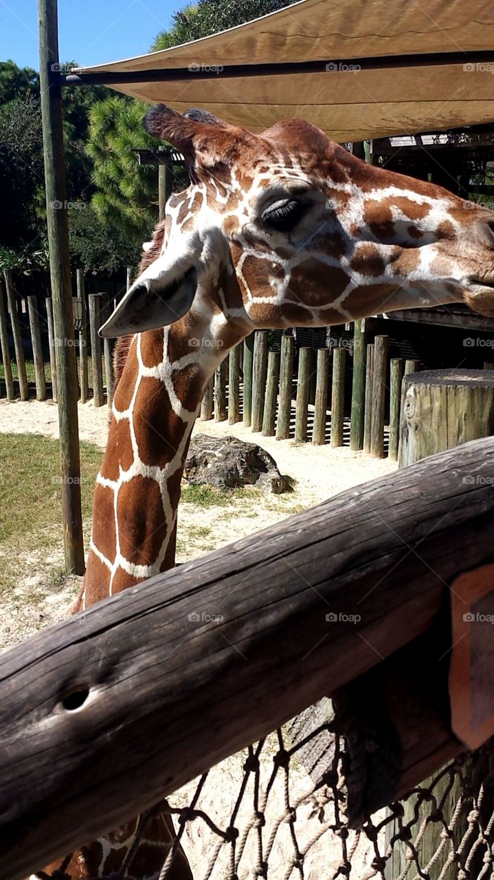 giraffe . zoo trip