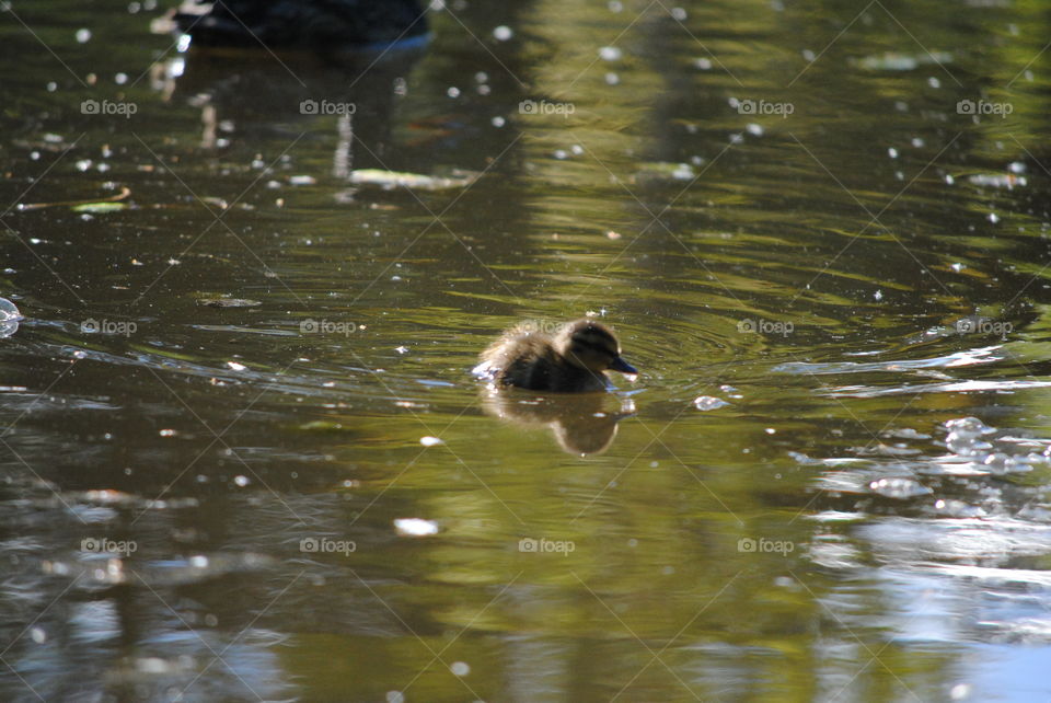 duckling