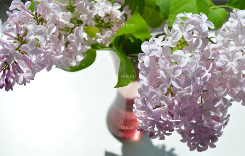 purple 💜 lilac flowers in vase