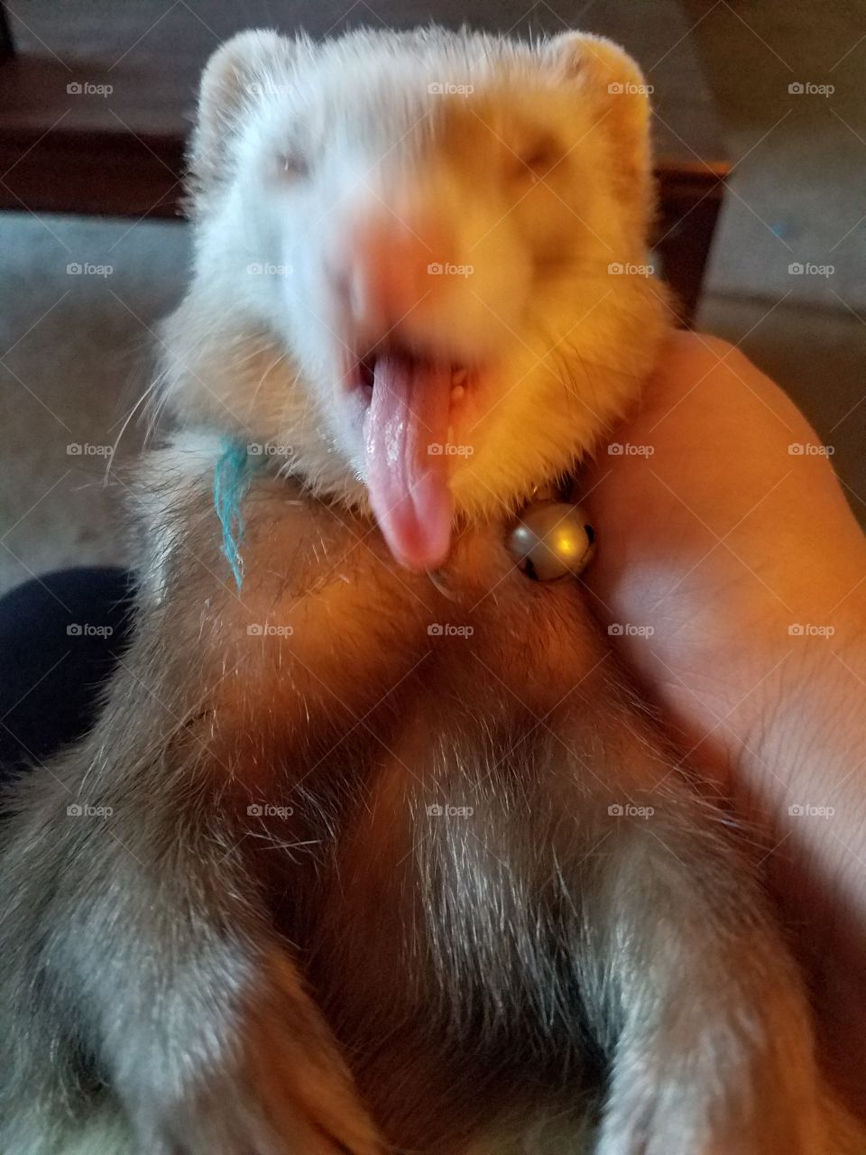 silly ferret