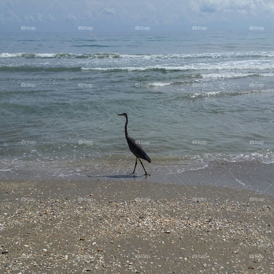 Beach bird