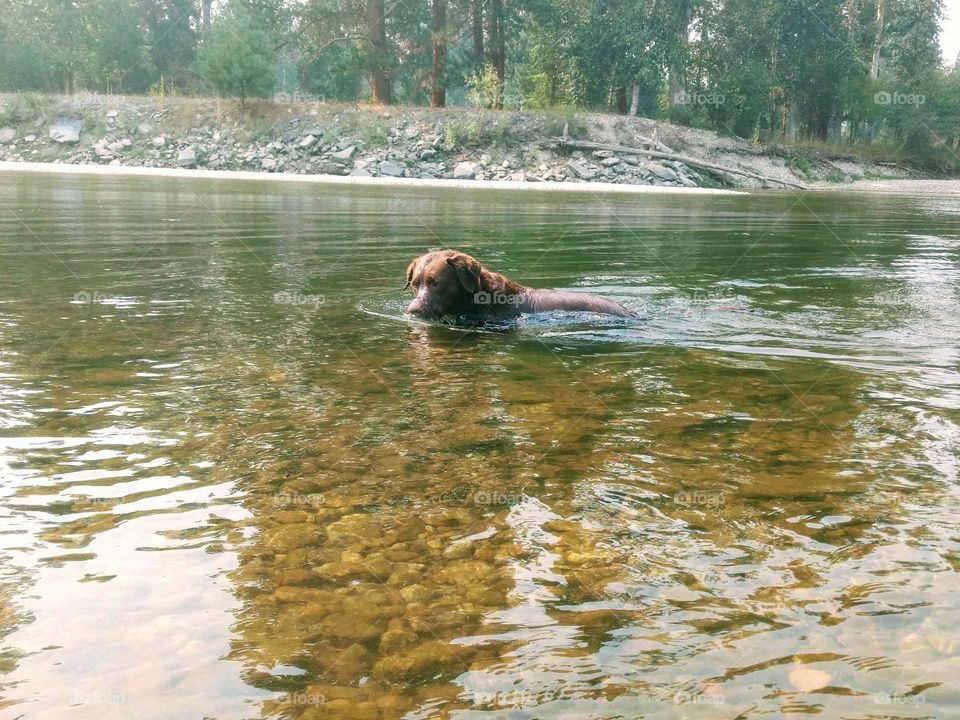river dog