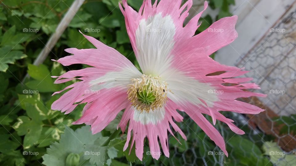 flowers that come back from seed