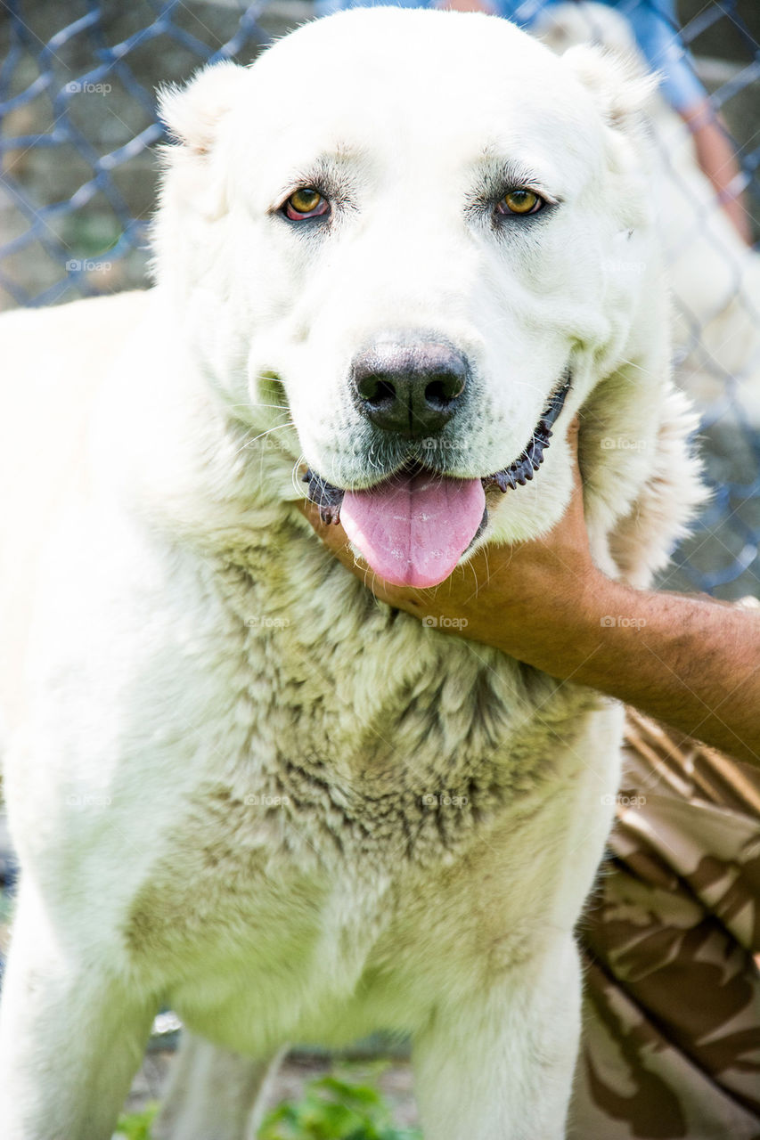 central asia dog