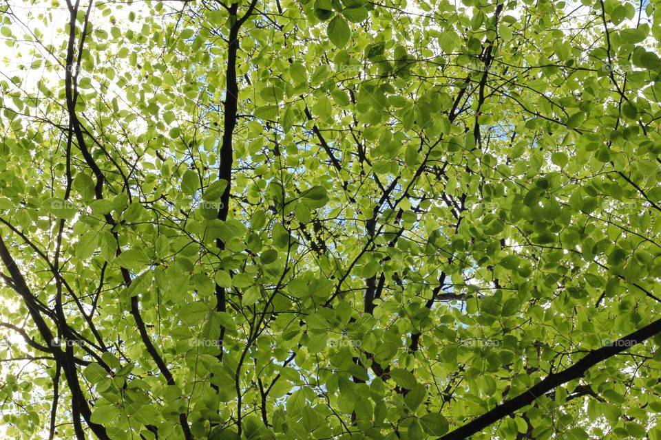 Tree leaves in the sun