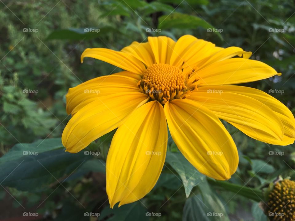 Yellow Flower