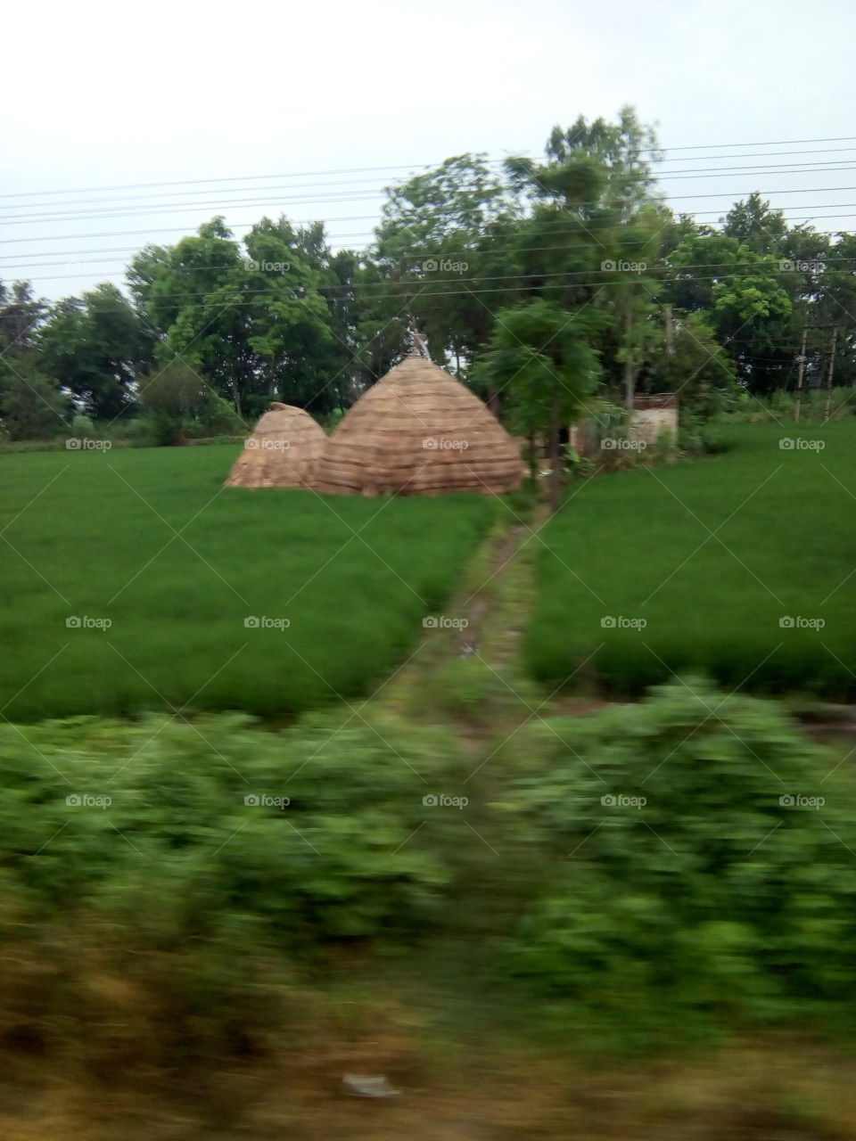 two beautiful moosals in a field.