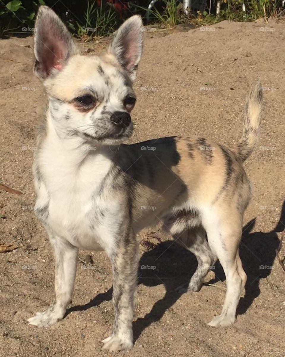 Chihuahua, beach, sand, dog 