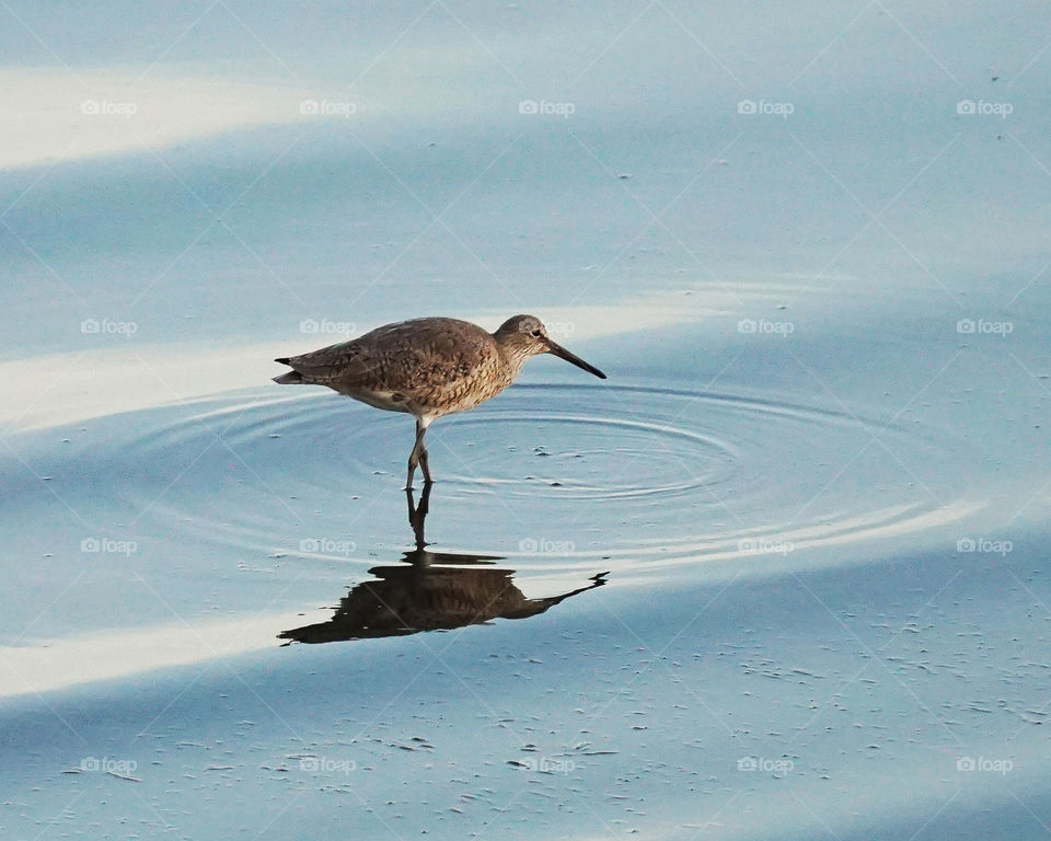 Bird with circular water ripples