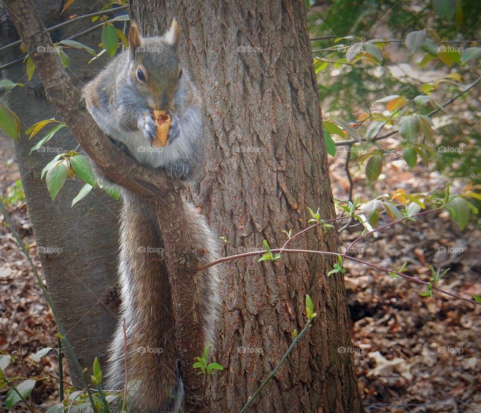 Hungry squirrel