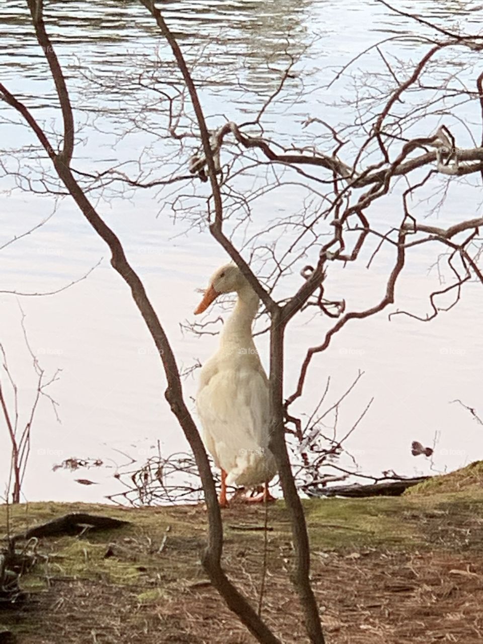 Duck Coggshall Park