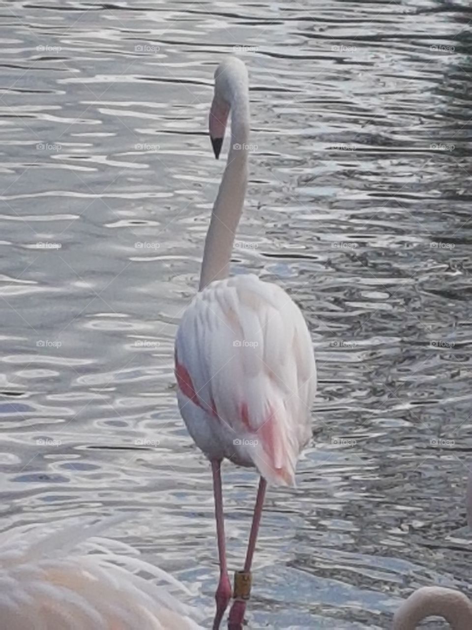 Normal flamingo! They are gonna model soon!! Na just joking humans!!