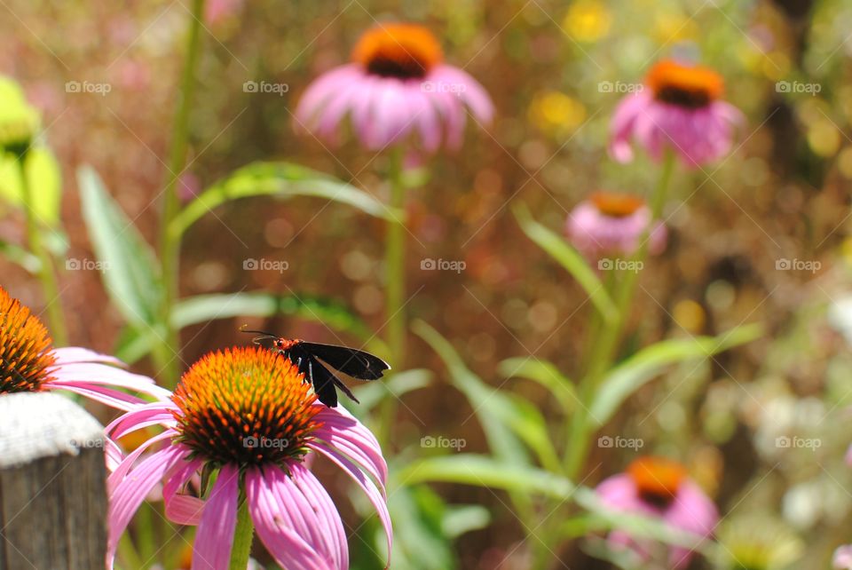 Bug Life. A bug's life.