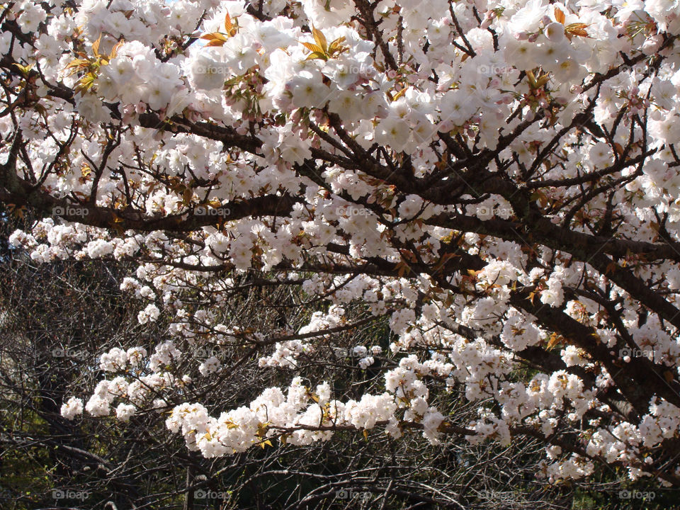 spring pink tree blossom by emmam