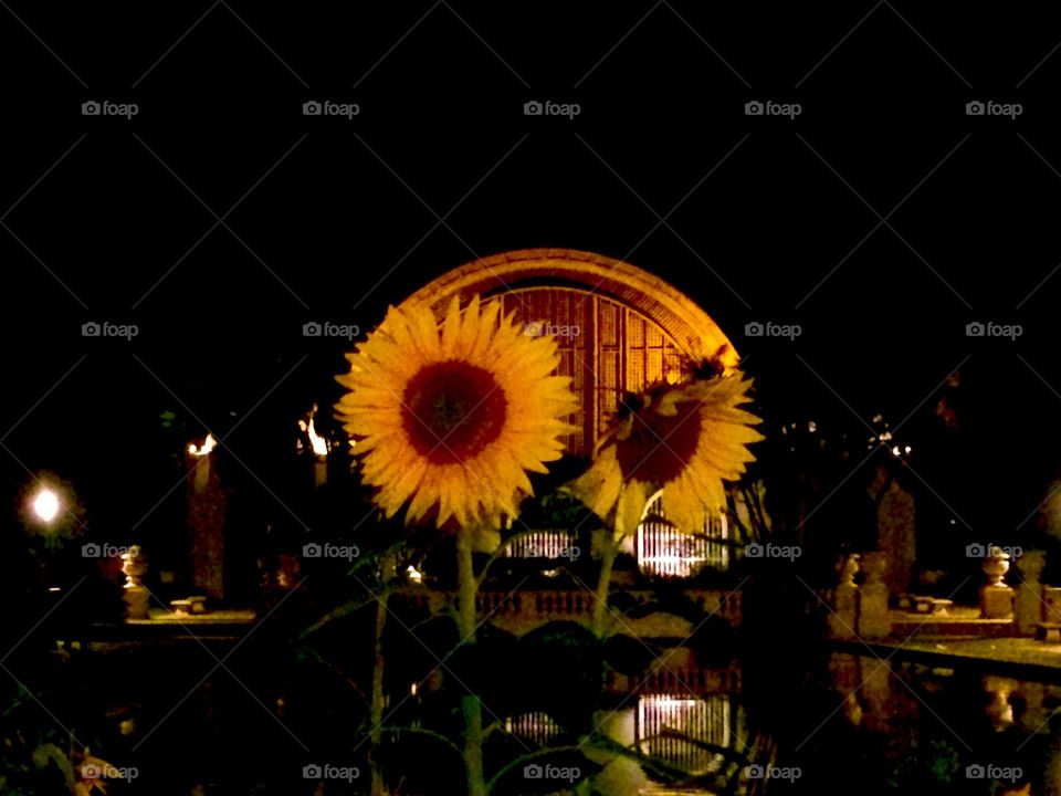 Sunflower at Balboa Park