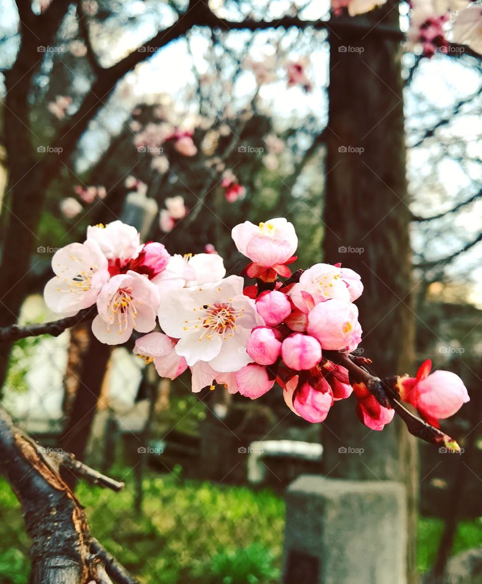 Beautiful spring pink flower bloom.