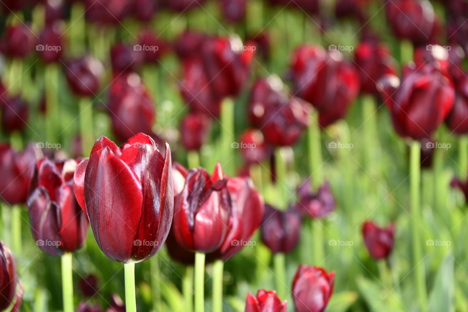Jardín botánico, Madrid
