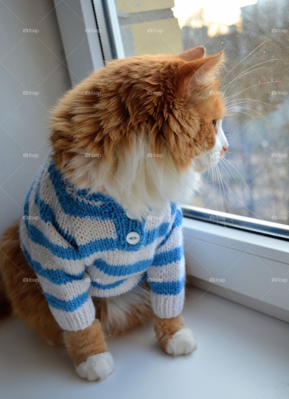 sweater weather cat in sweater looking in window ,beautiful portrait, cozy winter