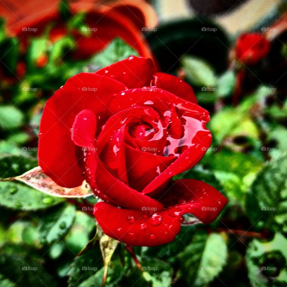 Red Rose with water