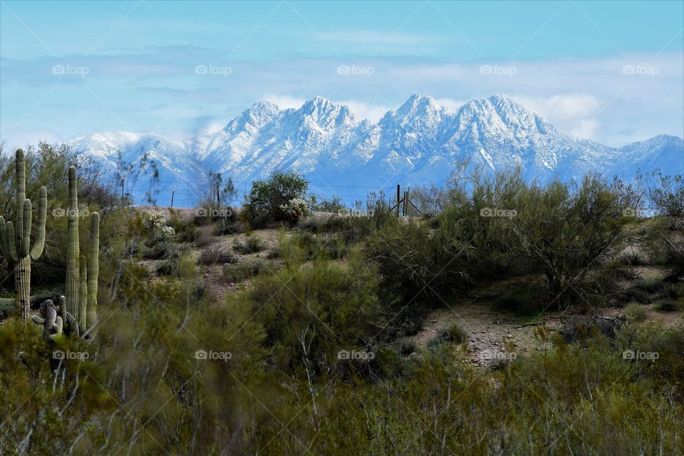 Four Peaks mountain near Phoenix is rarely covered in snow but the contrast of desert plants and snow capped mountains is a special treat