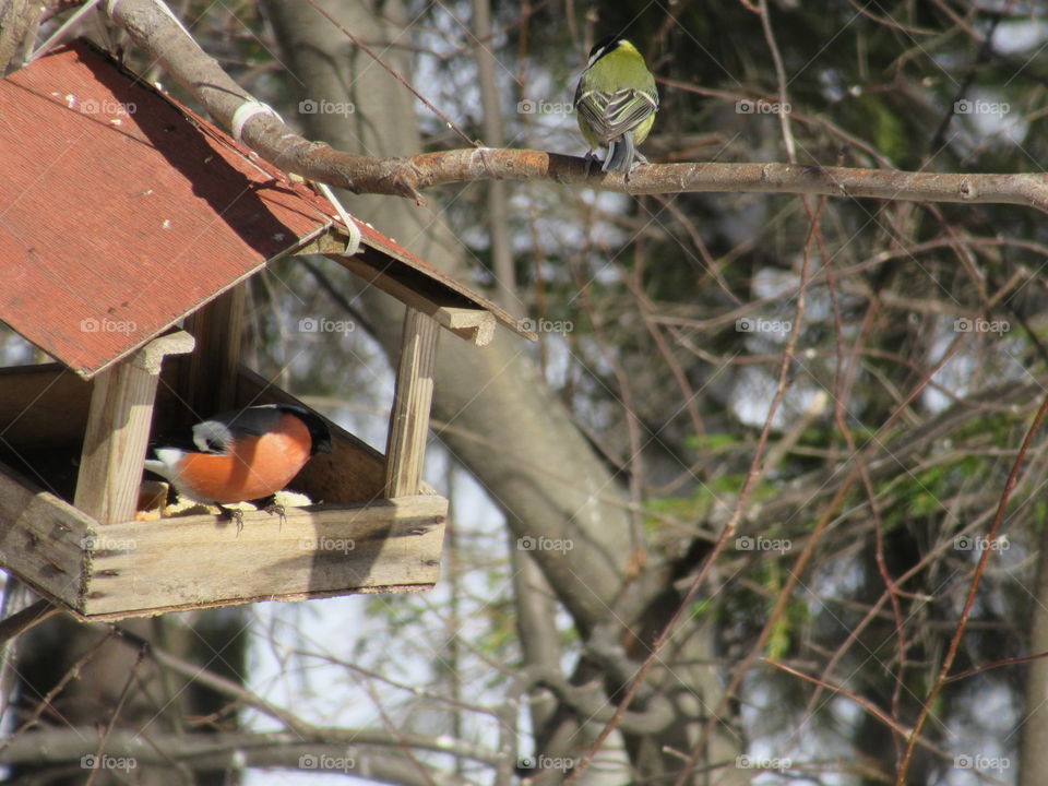 bird feeder in the forest in the Urals in Russia