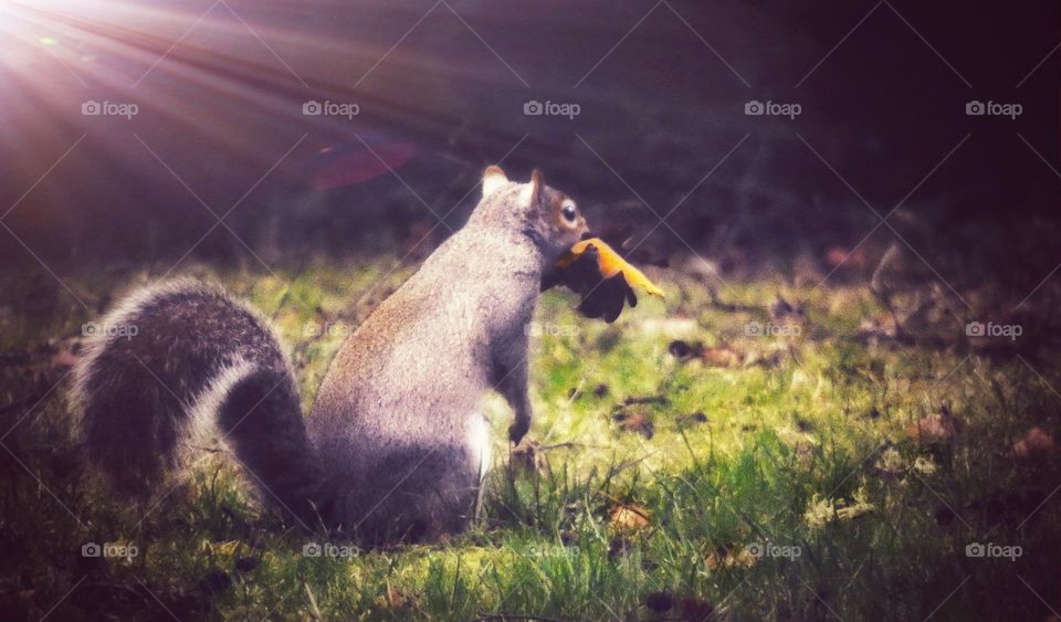 Squirrel enjoying the suns rays
