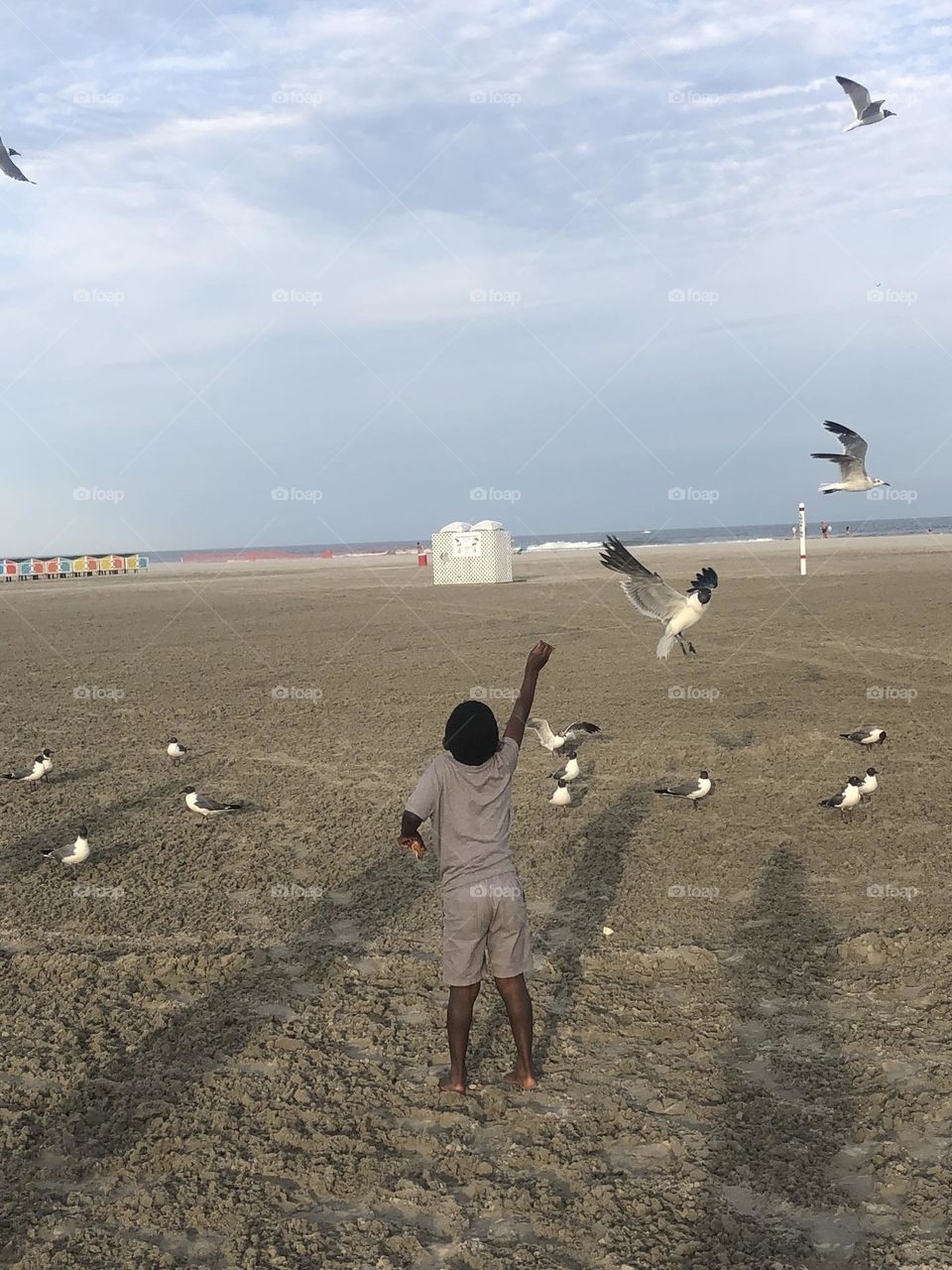 Feeding the seagulls