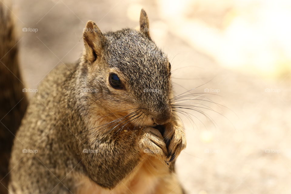 Close up view of squirrel eating in the woods 