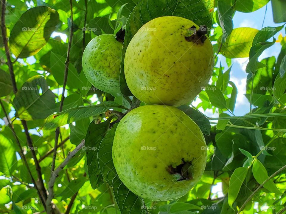 guava tree