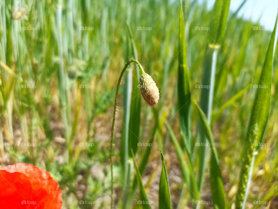 Poppy flower in the field in the summer. Green field. Nature photography. Sunbeams, sunlight, bright colours. Desktop background. Web design. Floral desktop wallpaper and backgrround. Papaver rhoeas