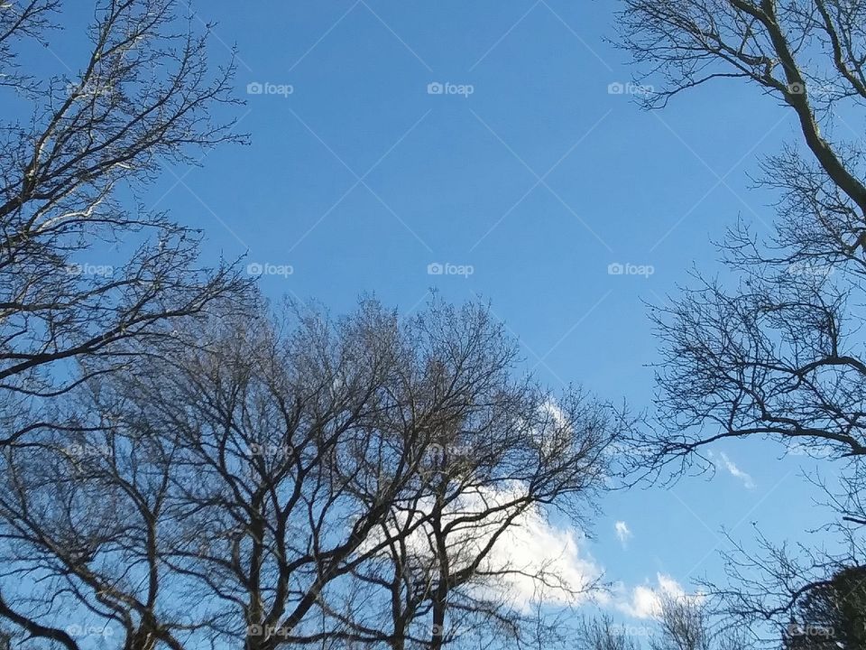 small cloud behind trees