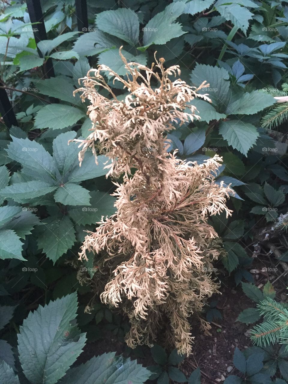 dried plant