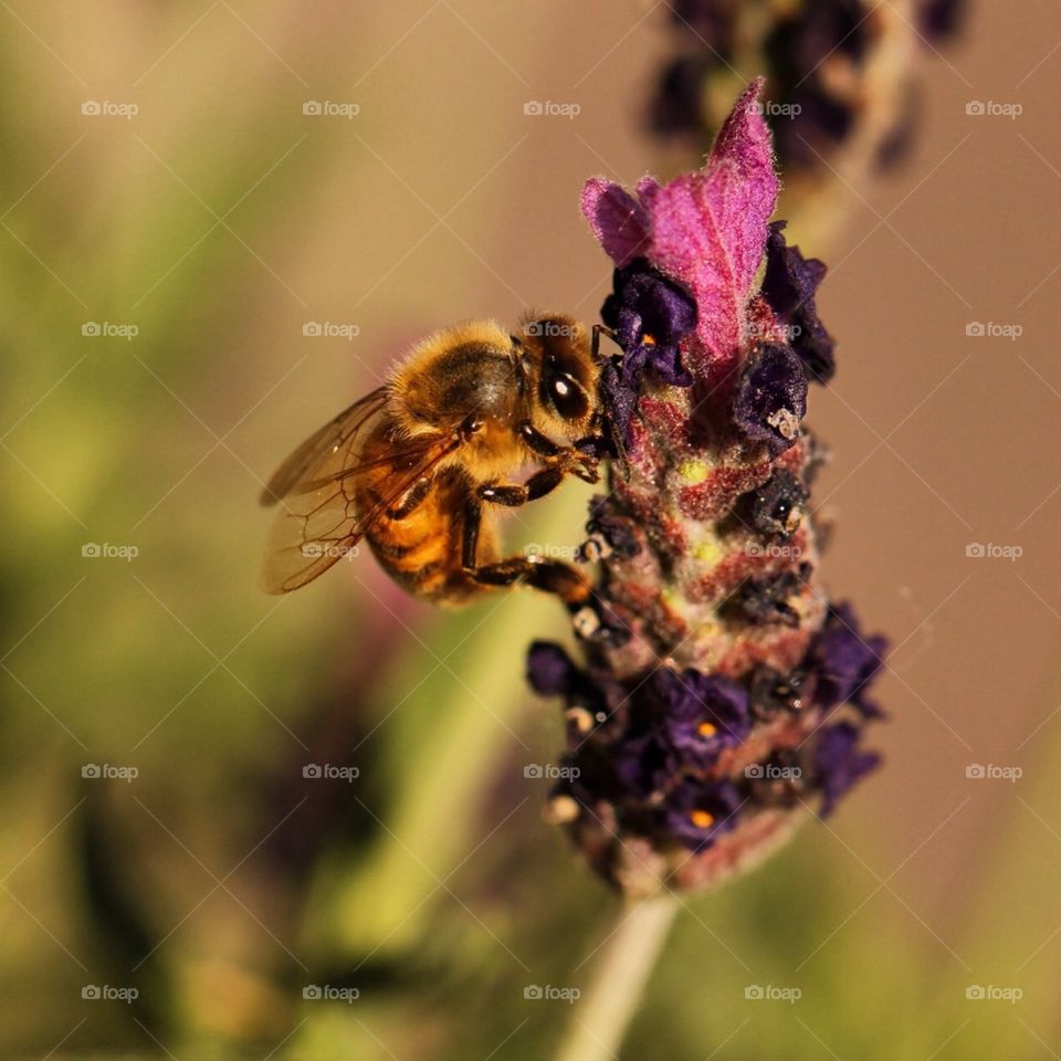 Flower and bee