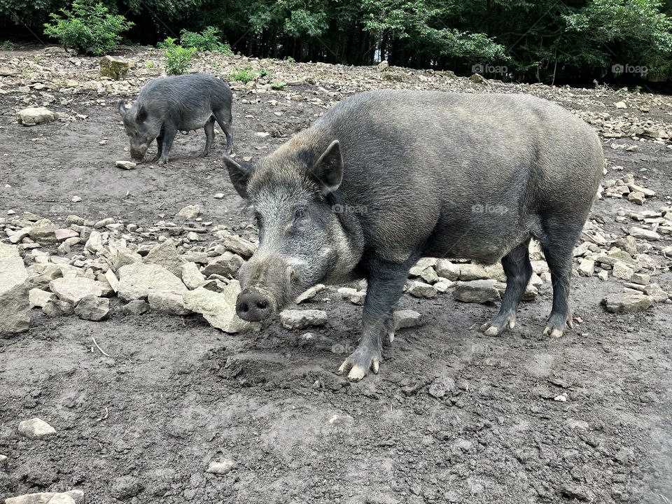 Not one but two wild boar snapped in a forest 