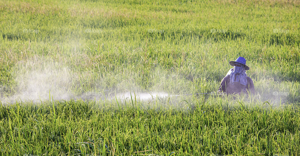 Farmers are spraying crops in a green field.