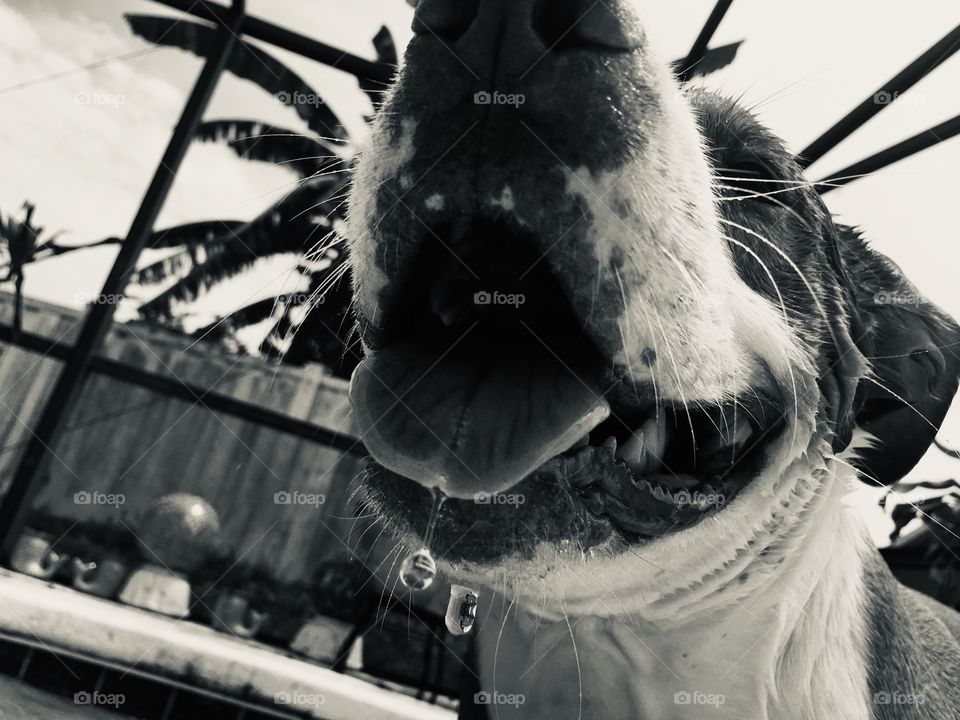 Water dripping off a dog’s mouth in black and white 