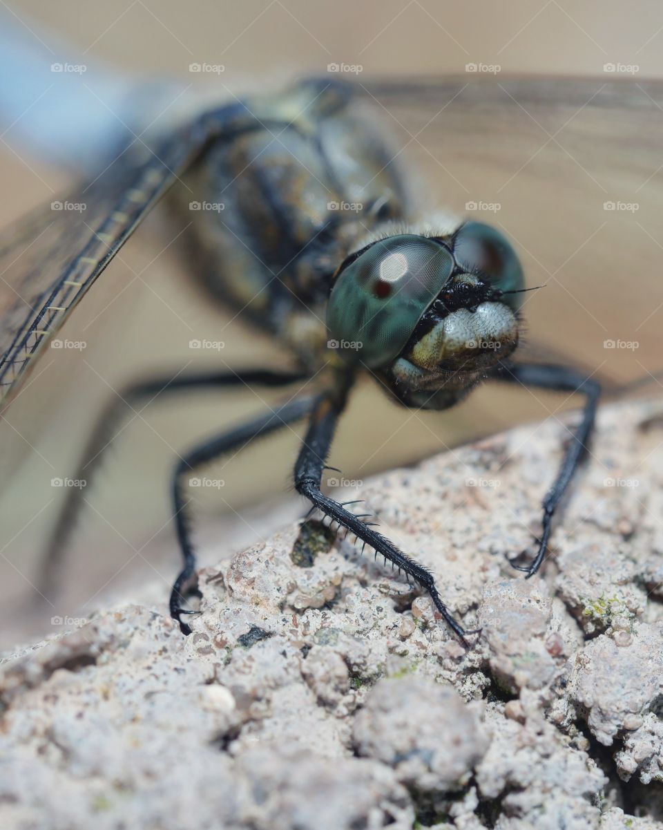 Fascinating eyes of dragonfly